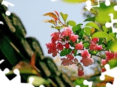 begonia, twig, Pink