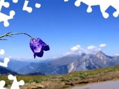 Mountains, Colourfull Flowers, bell