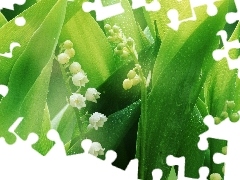 lily of the Valley, bells, dew, White