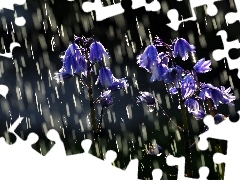 Rain, flowers, bells, Blue