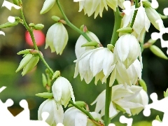 White, bells