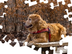 dog, Bench, braces, Golden Retriever