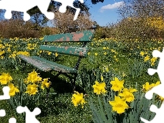 Bench, Daffodils, Garden