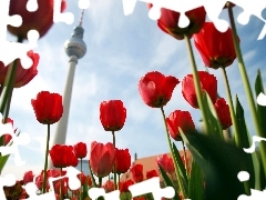 Tulips, Television, Berlin, tower