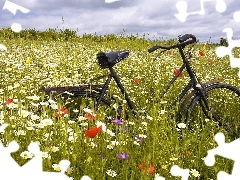 Bike, Meadow, Flowers