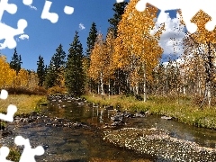 birch, River, autumn