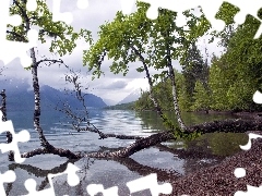 coast, bent, birch-tree, lakes