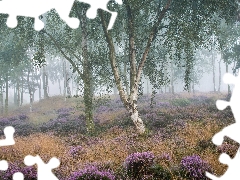 heath, heather, Fog, trees, birch, Peak District National Park, England, viewes