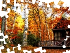birch, Home, forest