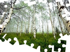 forest, viewes, birch, trees