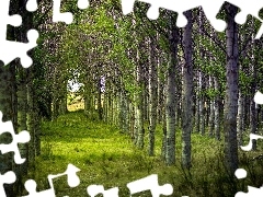 grove, birch
