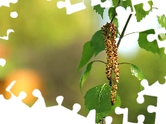 leaves, young, birch-tree