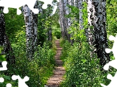 birch, forest, Path