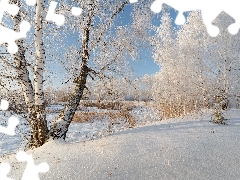 viewes, birch, Snowy, trees, winter