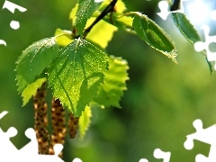 birch, Leaf, Young