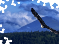 flight, Bird, American Bald Eagle