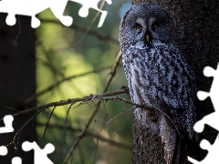 Bird, Tawny owl great gray owl, branch pics, owl