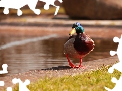 Bird, duck, crossing