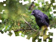 jackdaw, branch pics, Bird