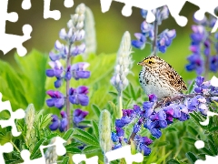 Bird, Flowers, lupine