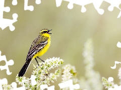 Bird, Yellow Wagtail