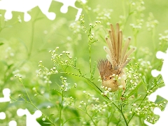 Gypsophila, Bird, White, Flowers, change