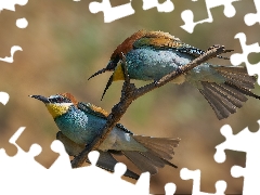 Two, birds, twig, Bee-eaters