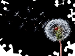 Black, background, Common Dandelion, ladybird, dandelion