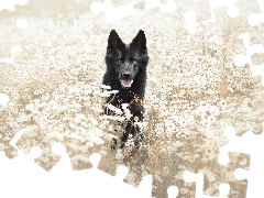 dog, Meadow, Flowers, Black German Shepherd Dog