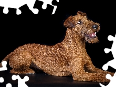 Irish Terrier, black background