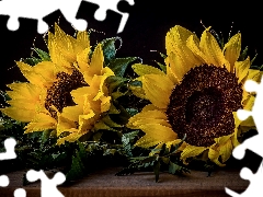 Nice sunflowers, black background