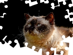 background, British Shorthair Cat, Black