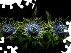 teasel, background, reflection, Black