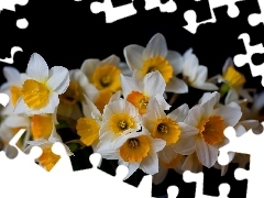 black, tle, bouquet, an, Daffodils