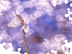 butterfly, blades, grass, Black-veined White