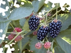 Fruits, blackberries