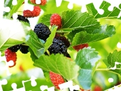 blackberries, Twigs, maturing