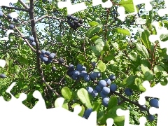 blackthorn, Mature, Fruits