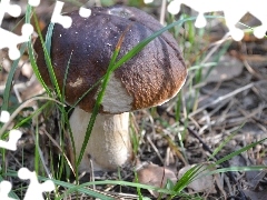 grass, Boletus edulis, blades