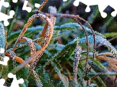 White frost, grass, blades