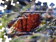 White frost, leaf, blades