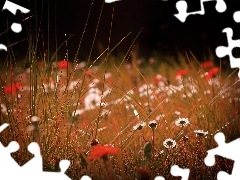 blades, grass, Flowers, daisies, Meadow