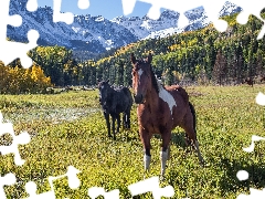 trees, autumn, Meadow, bloodstock, viewes, Mountains