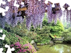 Blossoming, wistaria, ##, park, brook