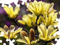 Magnolia, Yellow Honda, Blossoming