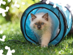 Blue, Eyes, blur, blue, grass, Ragdoll Cat, fluffy, tunnel