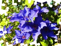 Clematis, blue