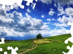 viewes, Field, Sky, trees, Way, blue, clouds