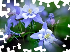 Blue Columbine