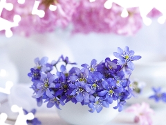 Flowers, Liverworts, blur, Blue